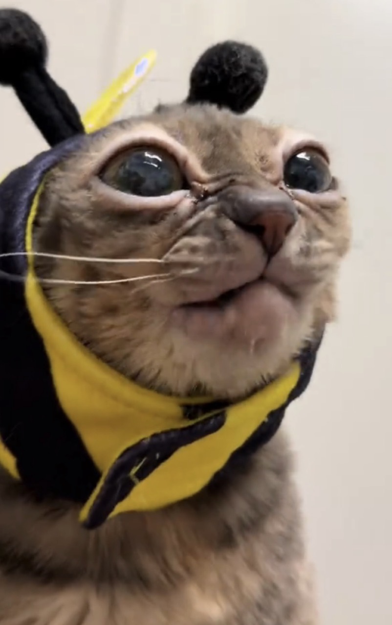 Gumbus wearing a bee costume